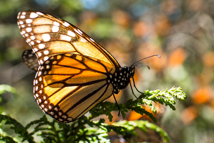 Mariposa Monarca. Foto Org.mx