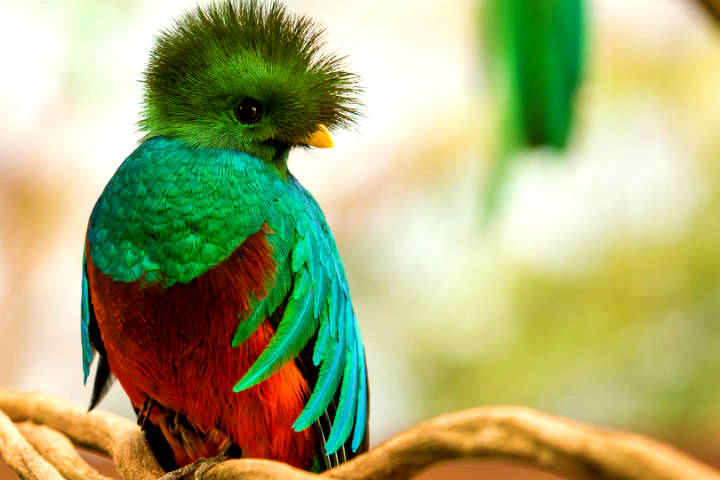 Quetzal Foto El Nido