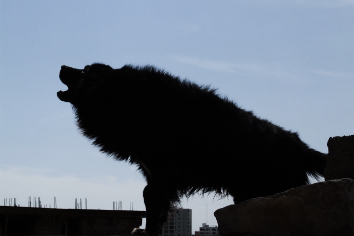 Perro negro. Foto: gripeaviar