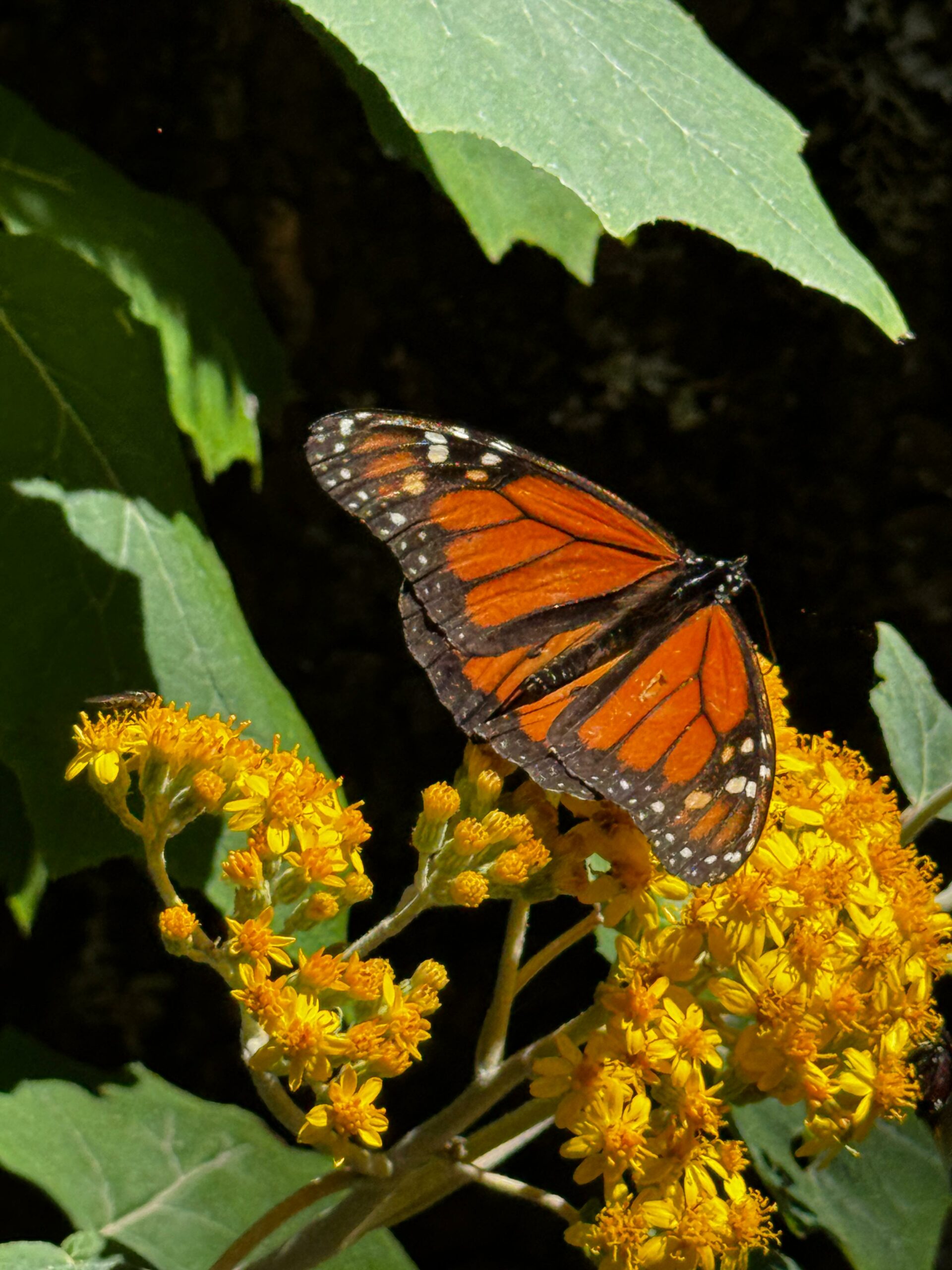 WhatsApp Image 2026-02-08 at 11.28.49 (1)