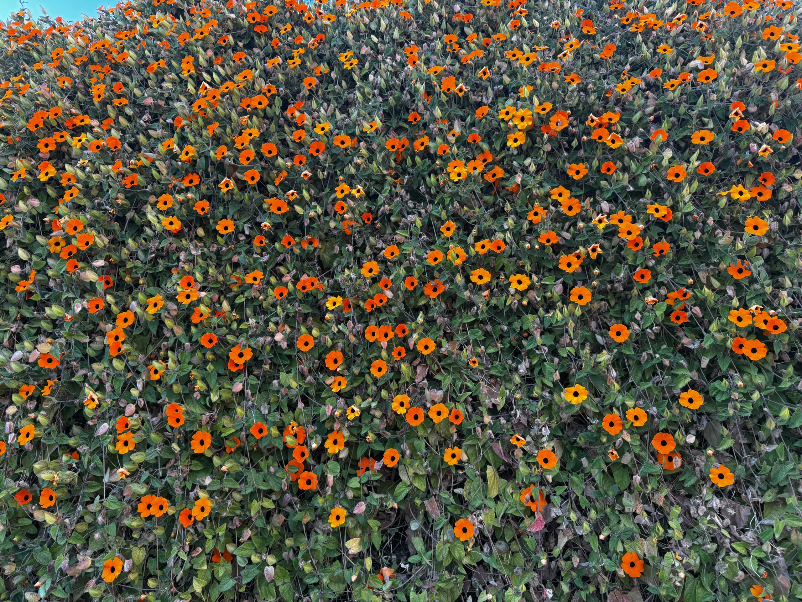 WhatsApp Image 2026-02-08 at 11.31.34